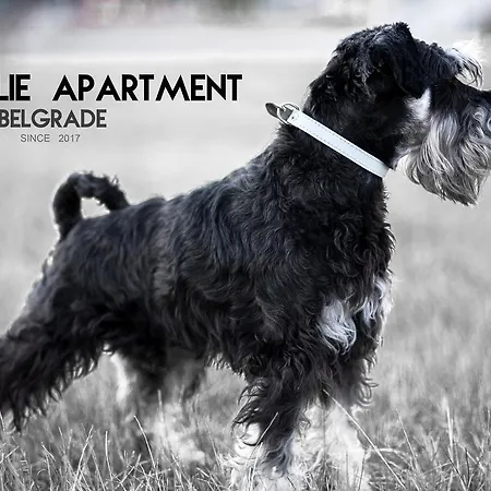 Charlie Perfect Price